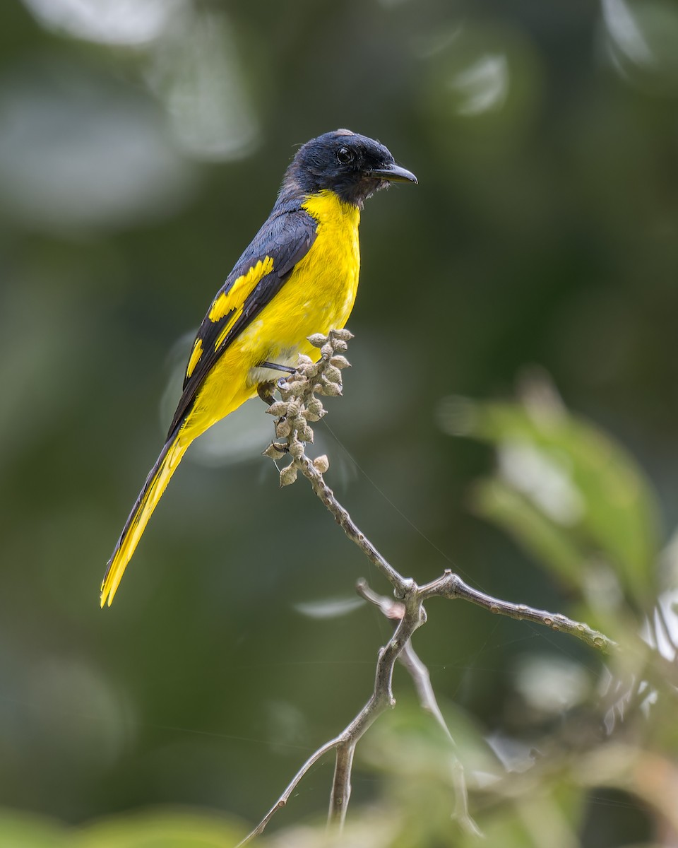 Scarlet Minivet (Philippine Yellow) - ML630474359