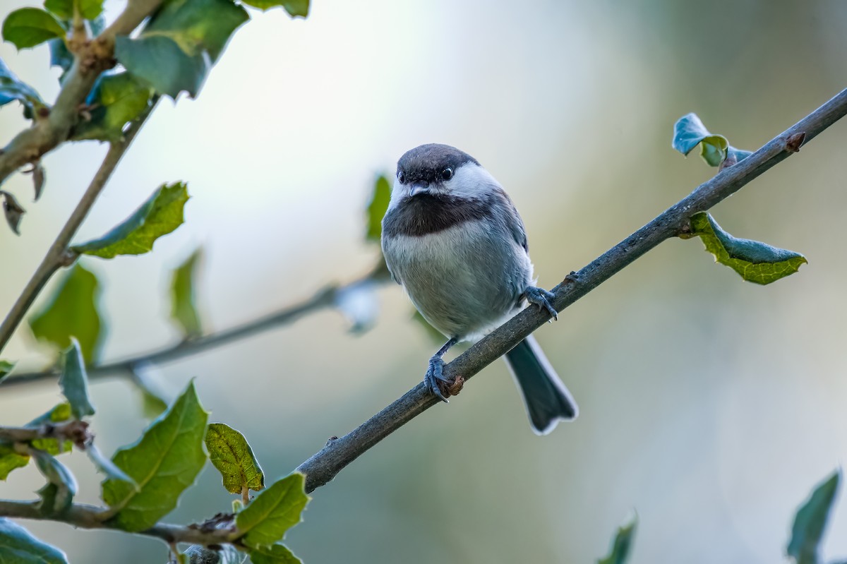 Chestnut-backed Chickadee - ML630474470