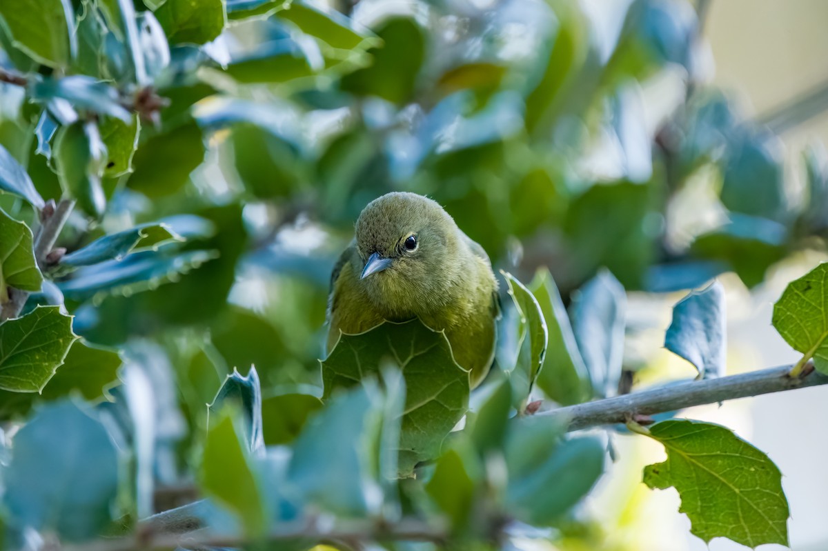 Orange-crowned Warbler - ML630474471