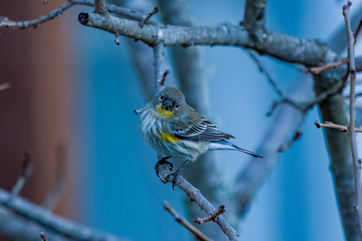 Yellow-rumped Warbler (Audubon's) - ML630474484