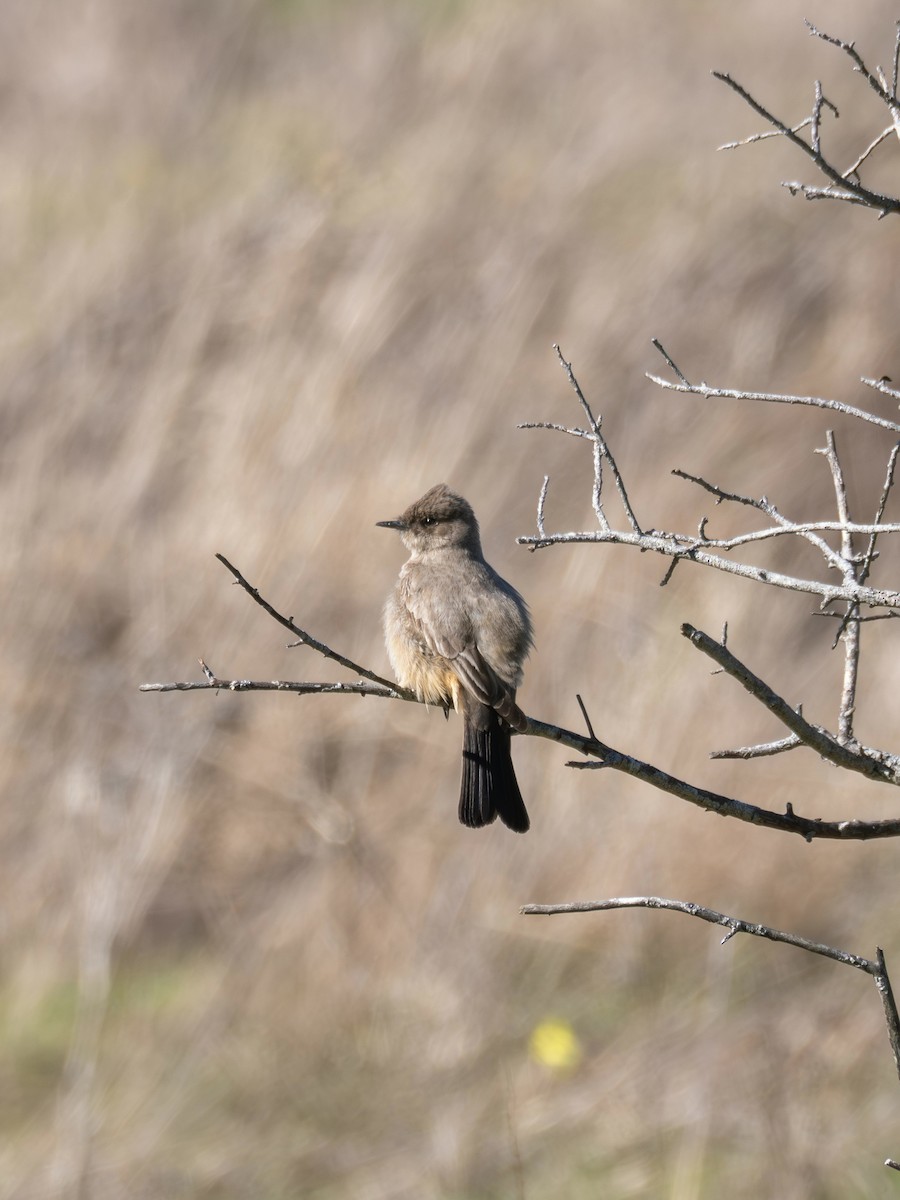 Zimtbauch-Phoebetyrann - ML630474538