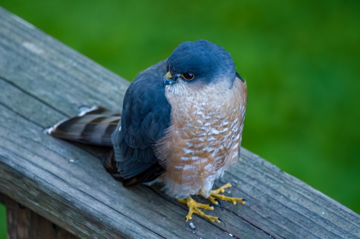 Sharp-shinned Hawk - ML630474591