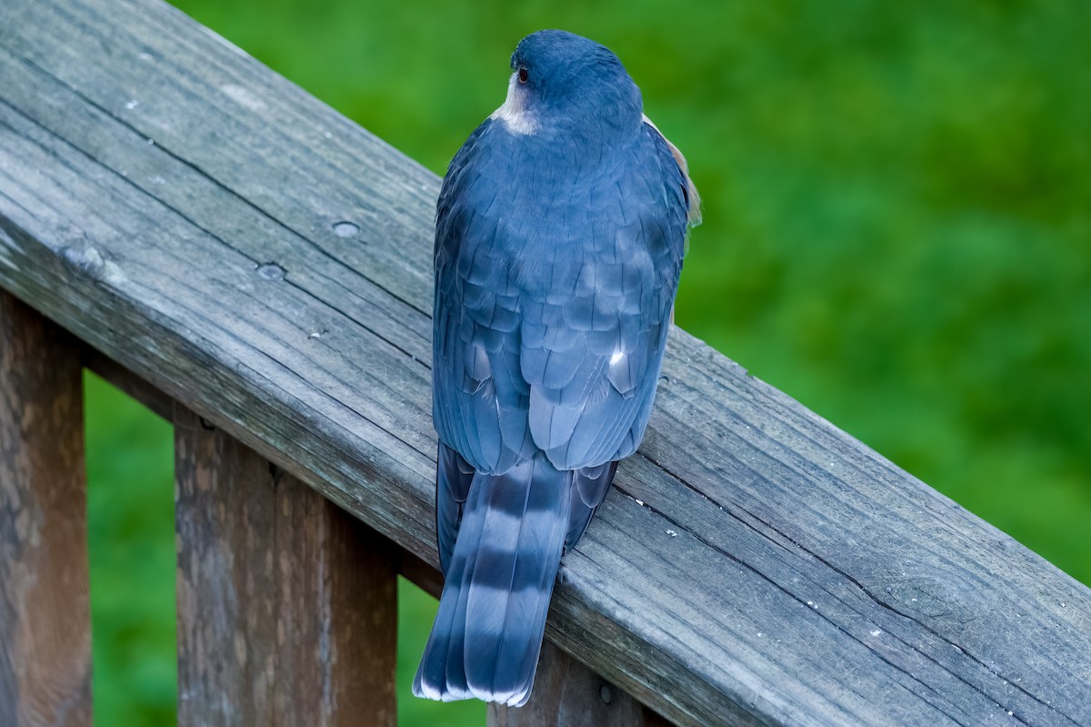 Sharp-shinned Hawk - ML630474592