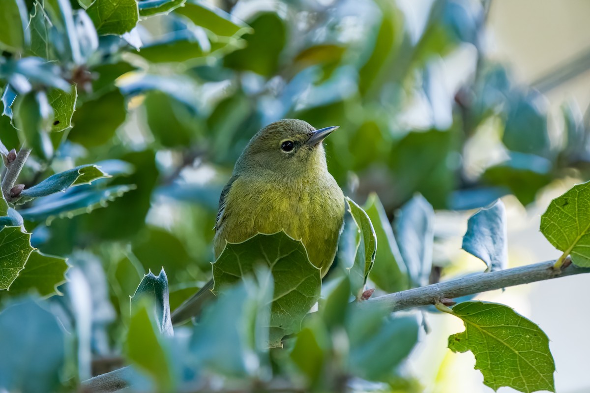 Orange-crowned Warbler - ML630474595