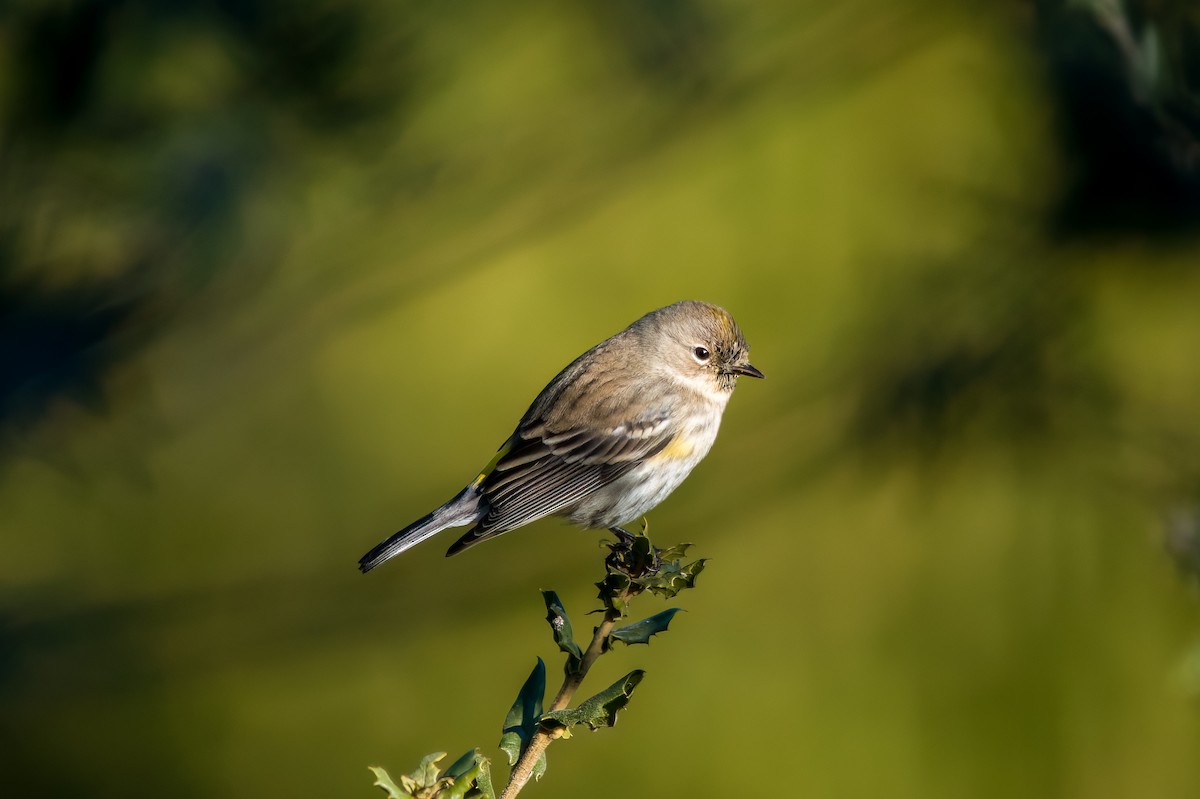 Yellow-rumped Warbler (Audubon's) - ML630474598