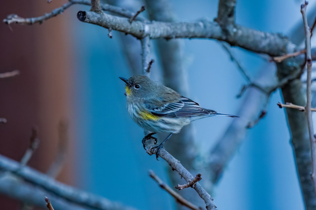 Yellow-rumped Warbler (Audubon's) - ML630474602