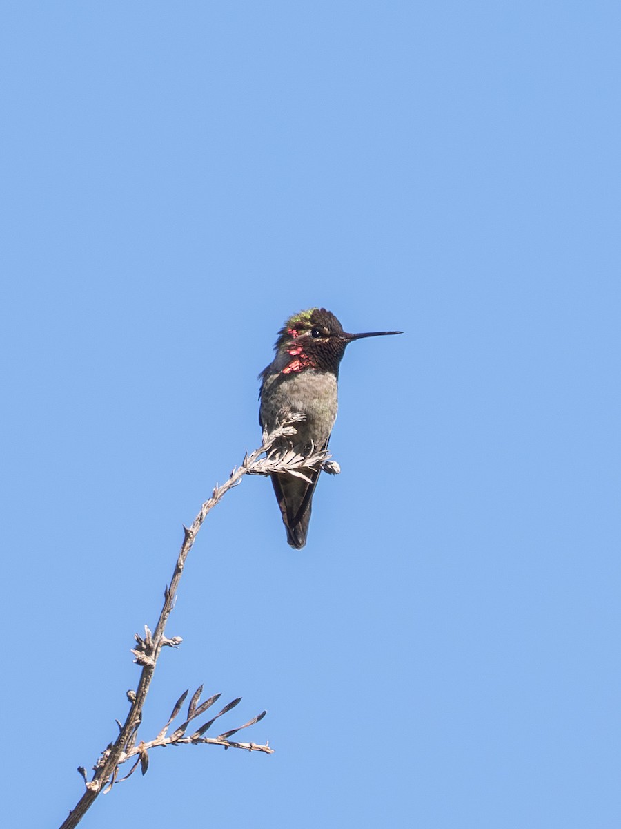Anna's Hummingbird - ML630474633