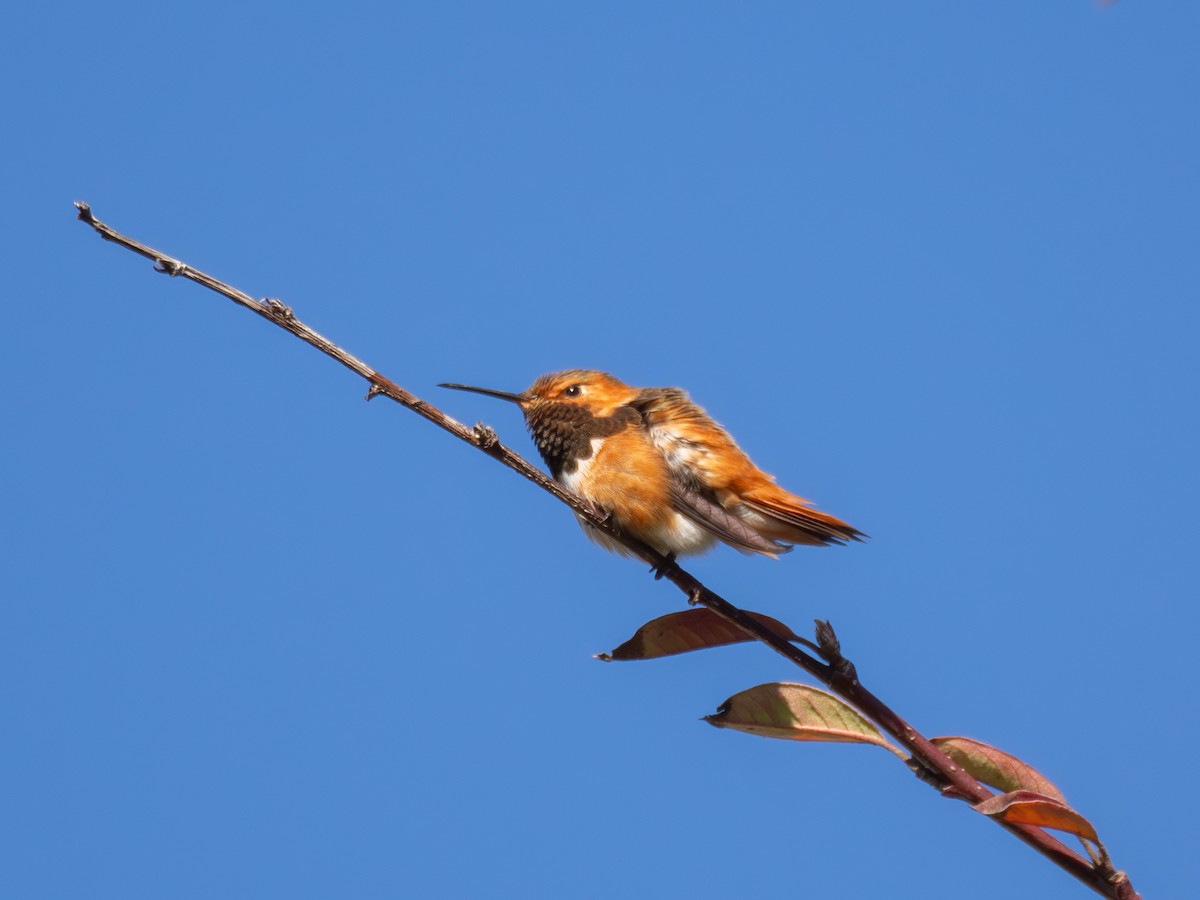 Allen's Hummingbird - ML630474687