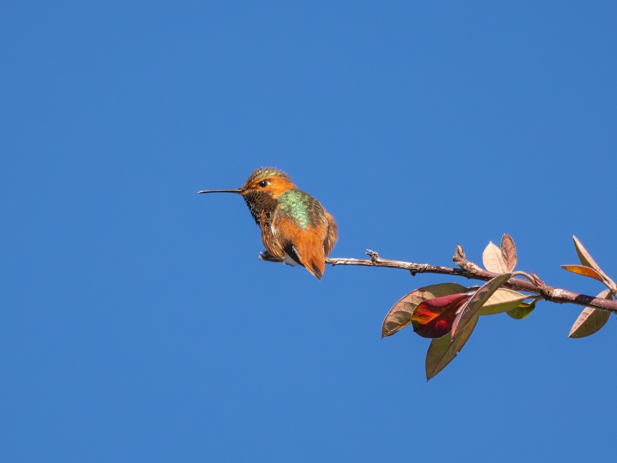 Allen's Hummingbird - ML630474688