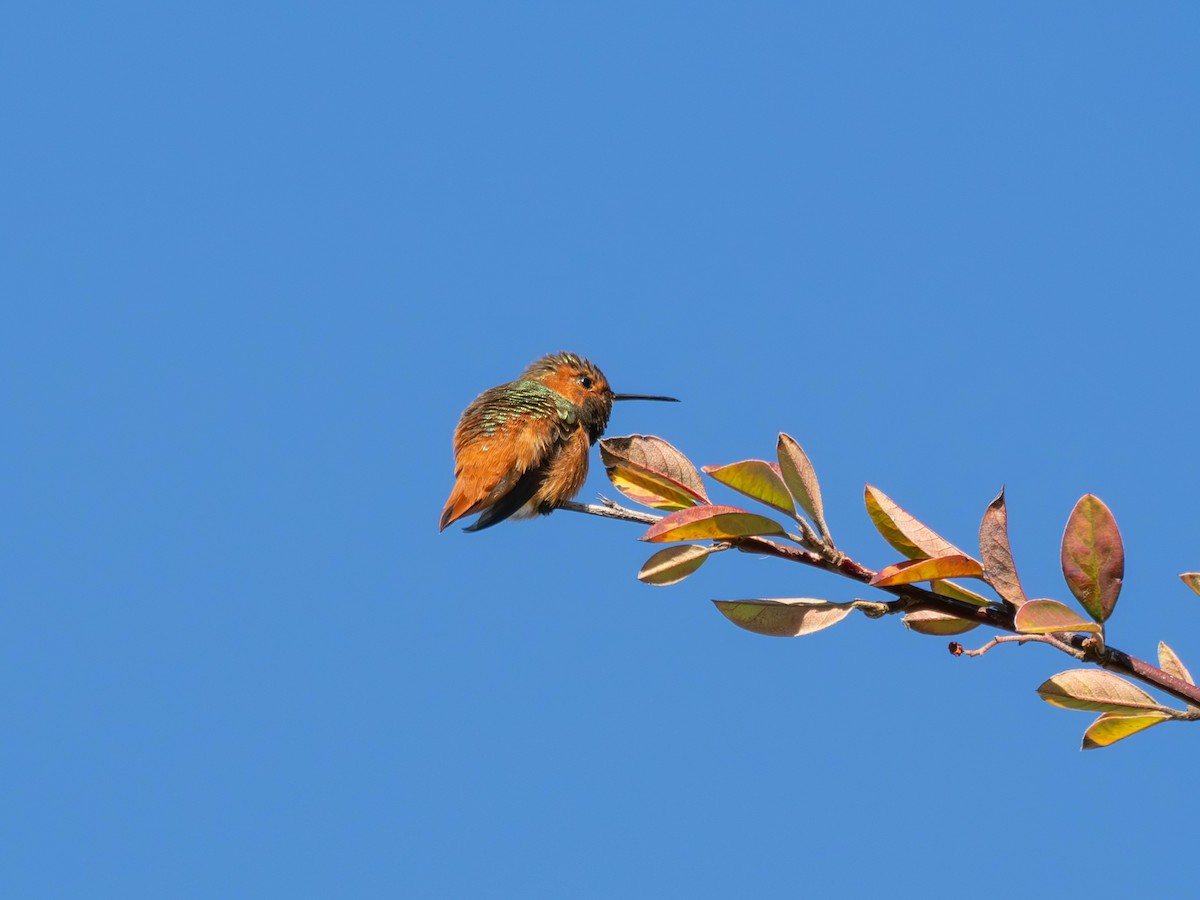 Allen's Hummingbird - ML630474689