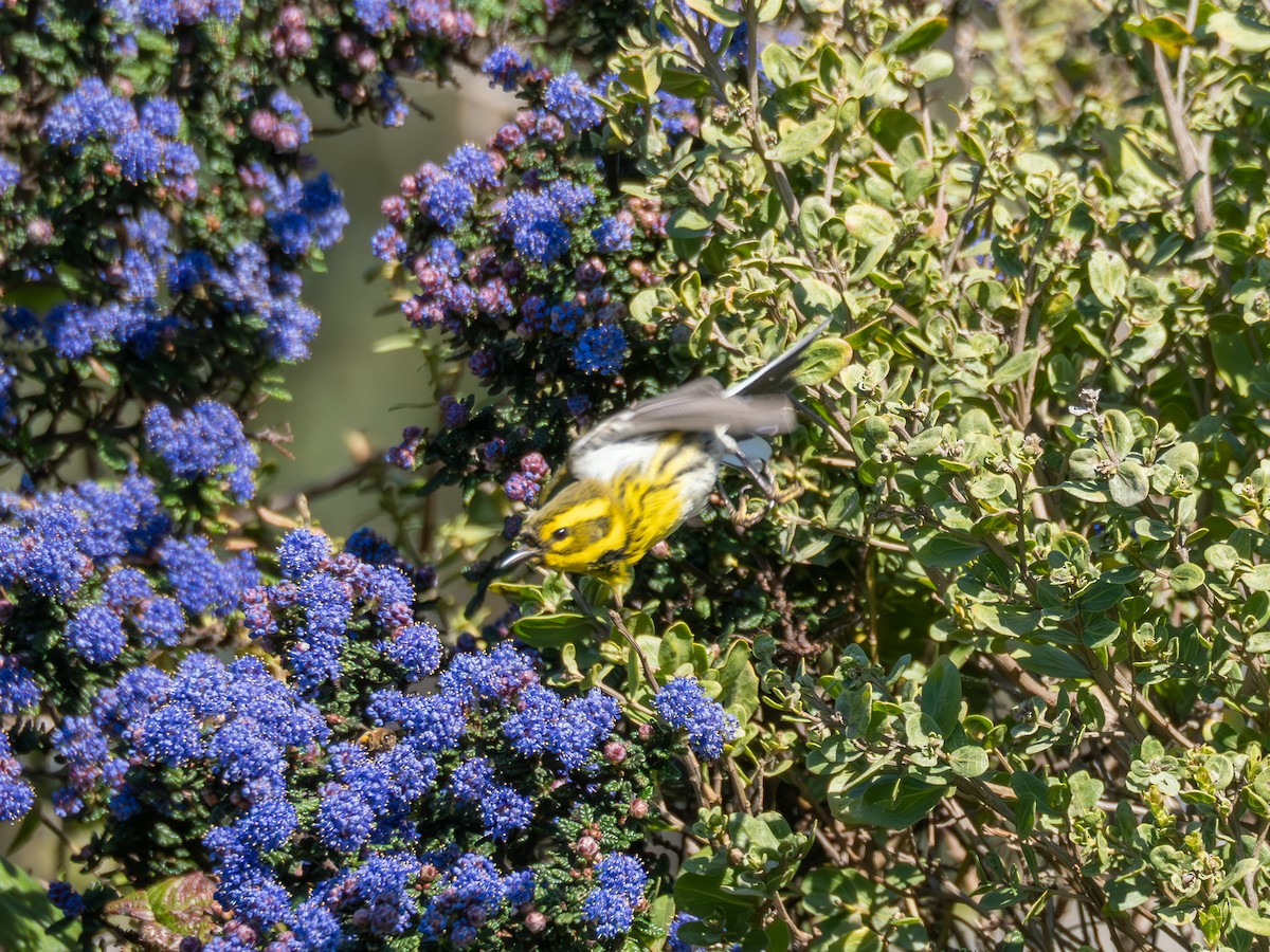 Townsend's Warbler - ML630474778