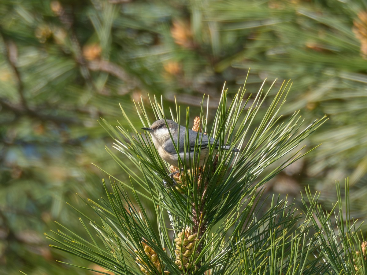 Pygmy Nuthatch - ML630474782