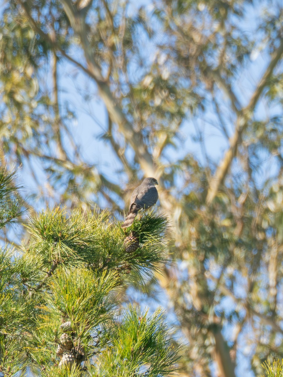 Sharp-shinned Hawk - ML630474878