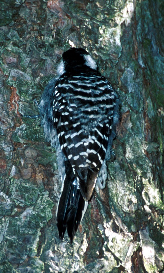 Red-cockaded Woodpecker - ML630475247