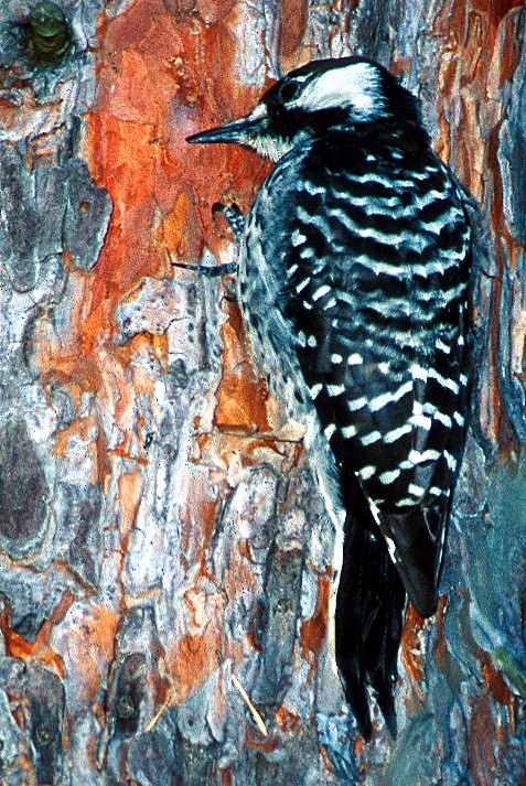 Red-cockaded Woodpecker - ML630475263