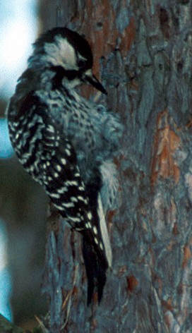 Red-cockaded Woodpecker - ML630475265