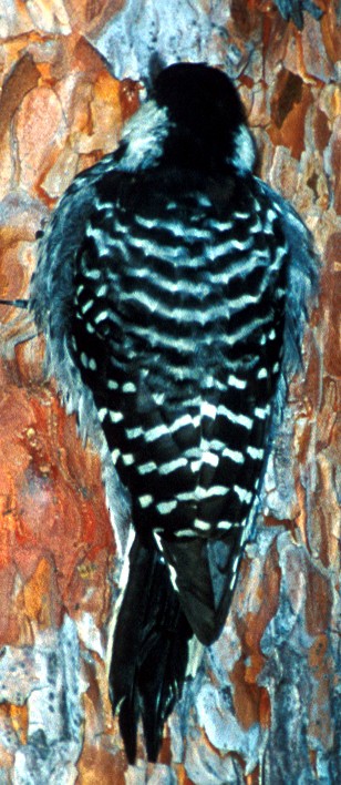 Red-cockaded Woodpecker - ML630475266