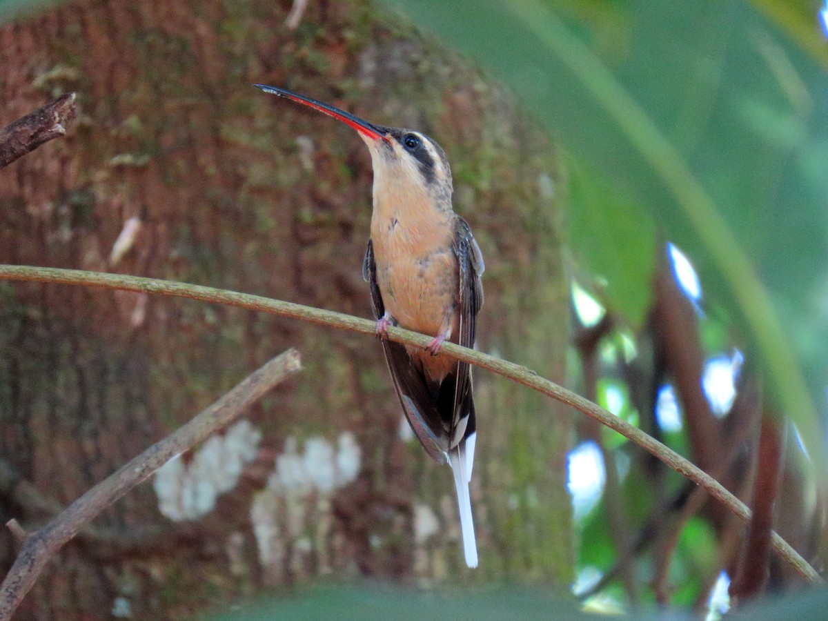 Planalto Hermit - ML630475279