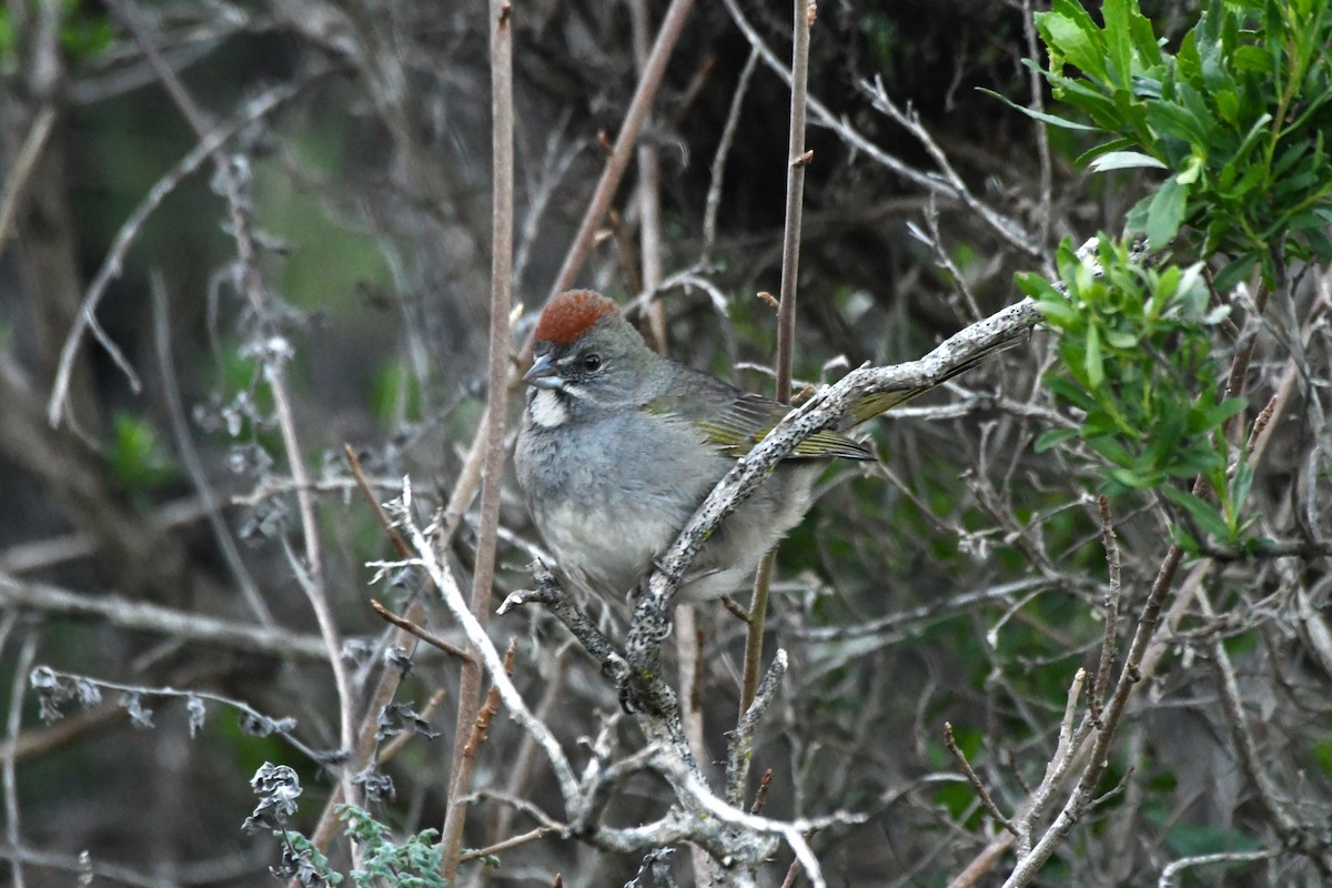 Green-tailed Towhee - ML630475304