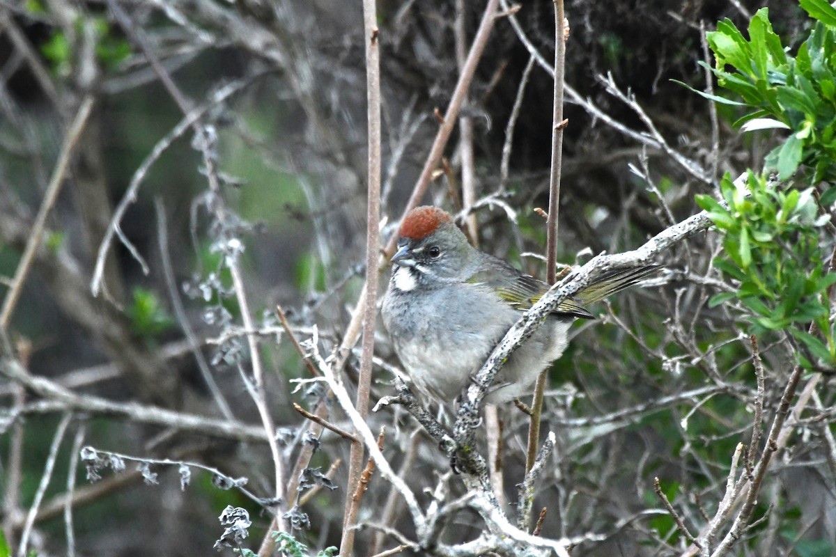 Green-tailed Towhee - ML630475305
