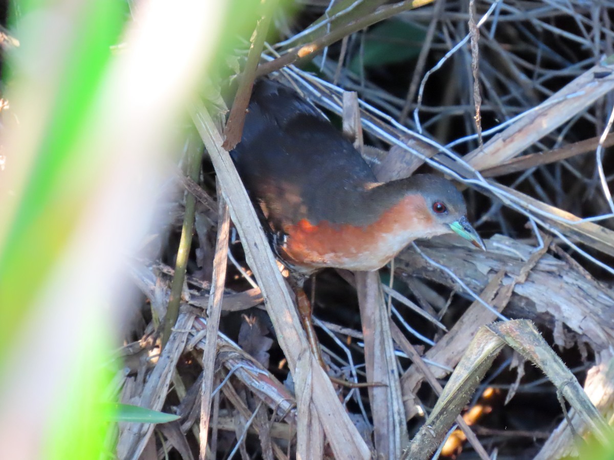 Rufous-sided Crake - ML630475306