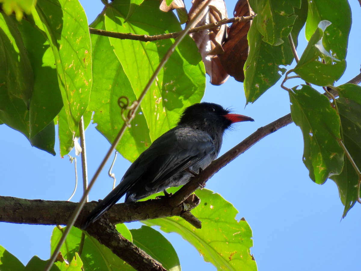 Black-fronted Nunbird - ML630475313