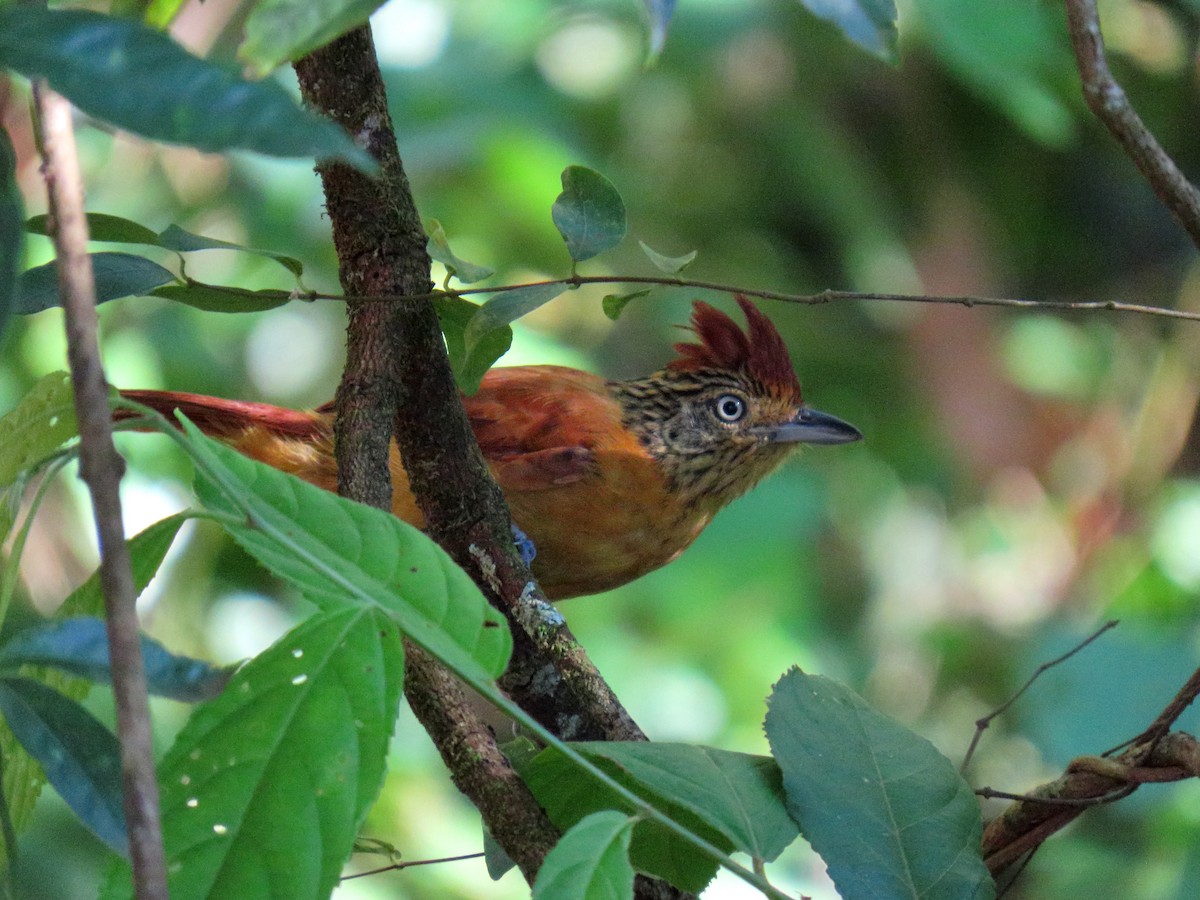 Barred Antshrike (Barred) - ML630475326