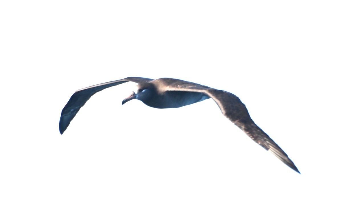 Black-footed Albatross - ML630475328
