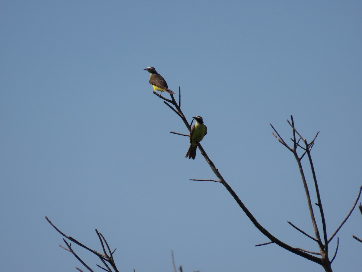 Rusty-margined Flycatcher - ML630475348