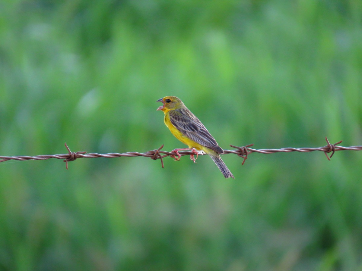 Grassland Yellow-Finch - ML630475383