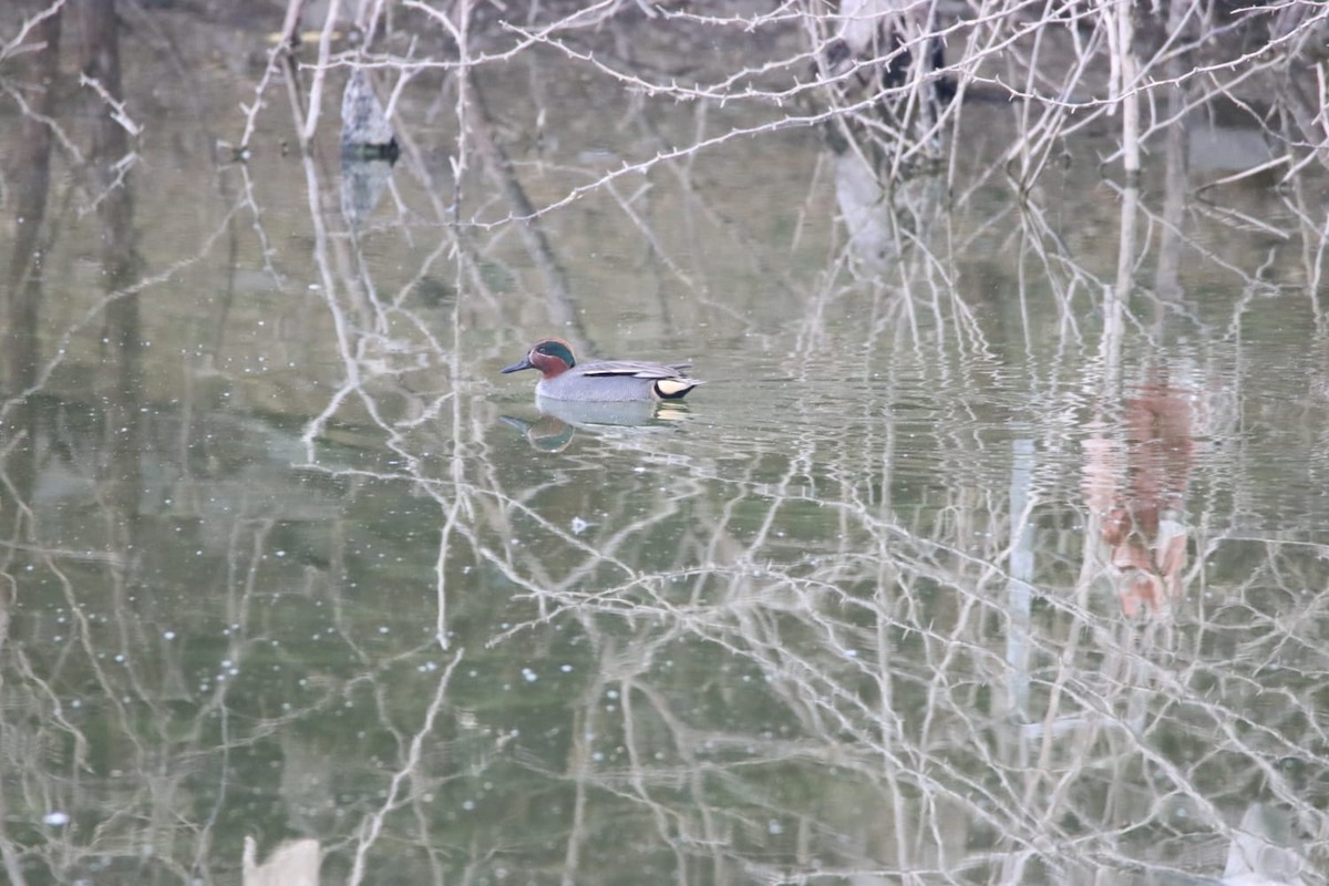 Sarcelle d'hiver - ML630475387