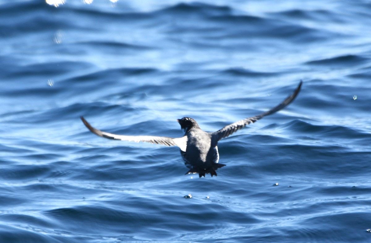Ancient Murrelet - ML630475407