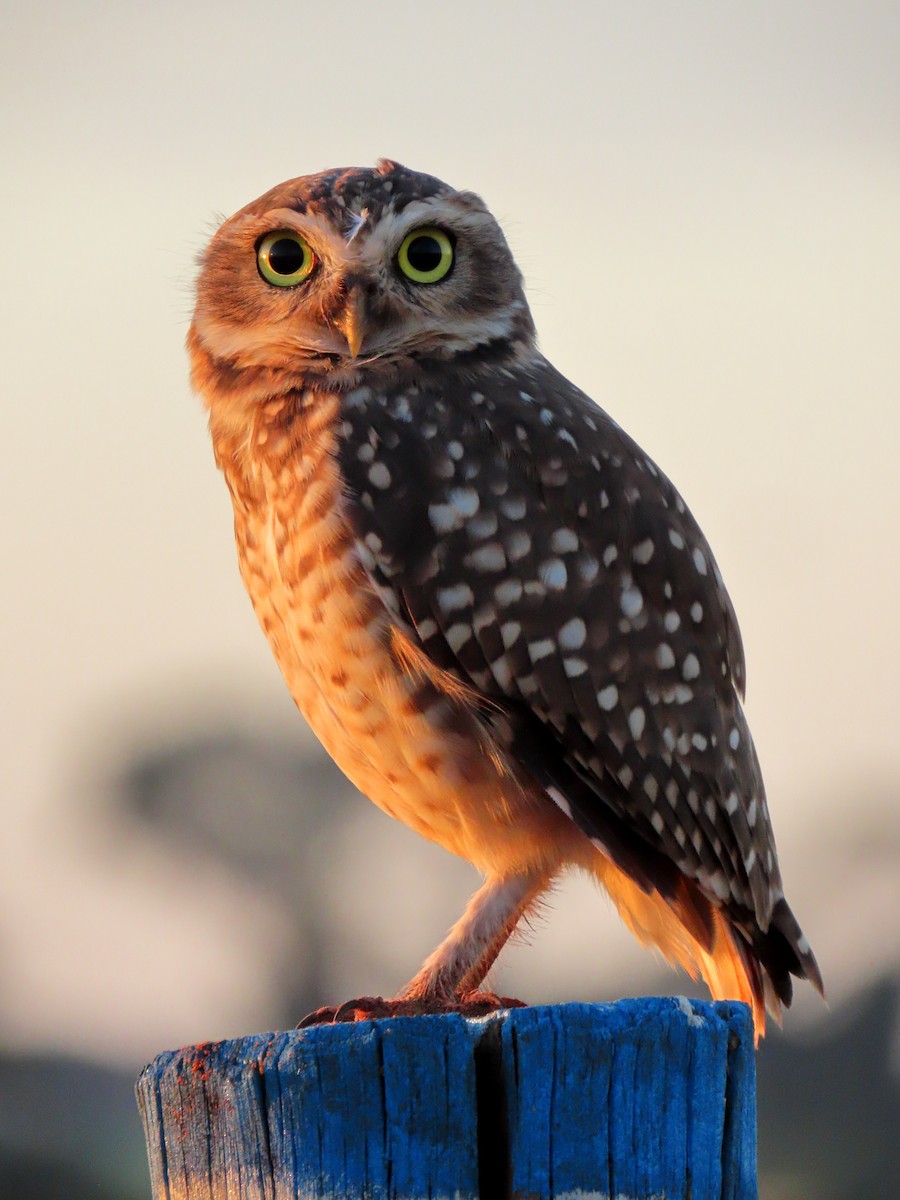 Burrowing Owl - ML630475425