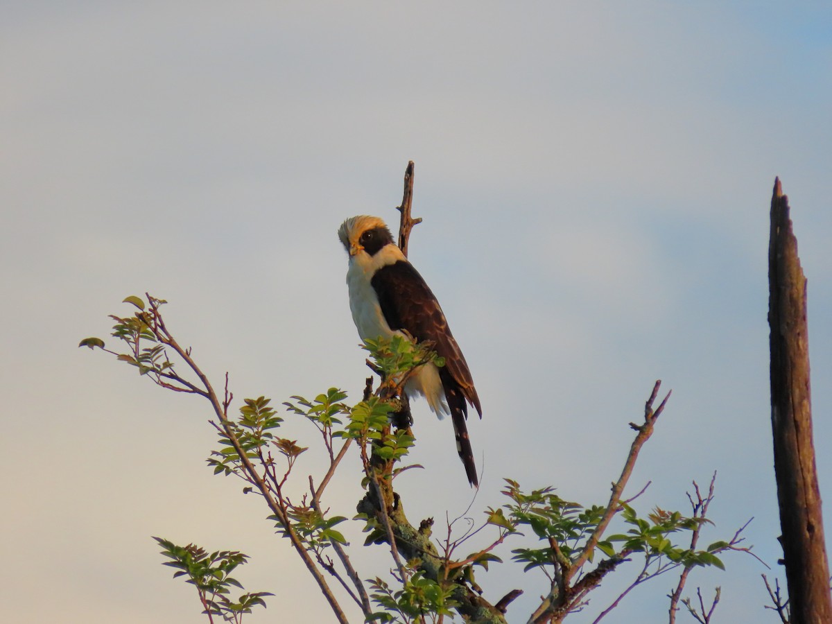 Laughing Falcon - ML630475440