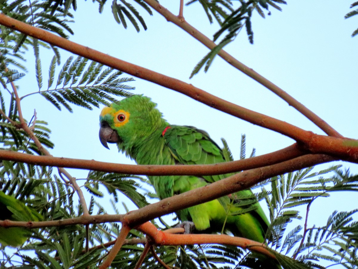 Turquoise-fronted Amazon - ML630475446
