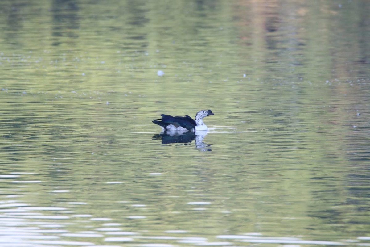 Canard à bosse - ML630475448