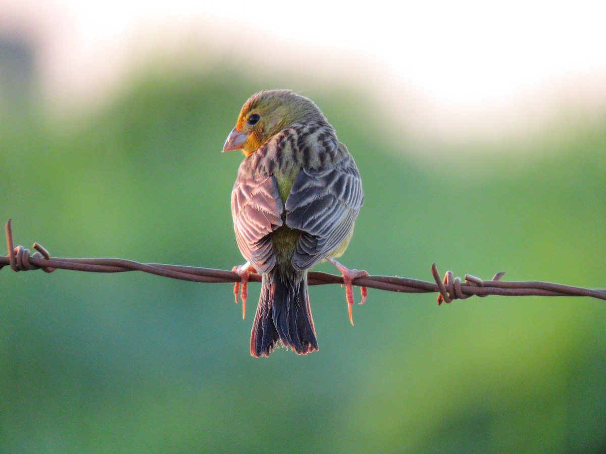 Grassland Yellow-Finch - ML630475461