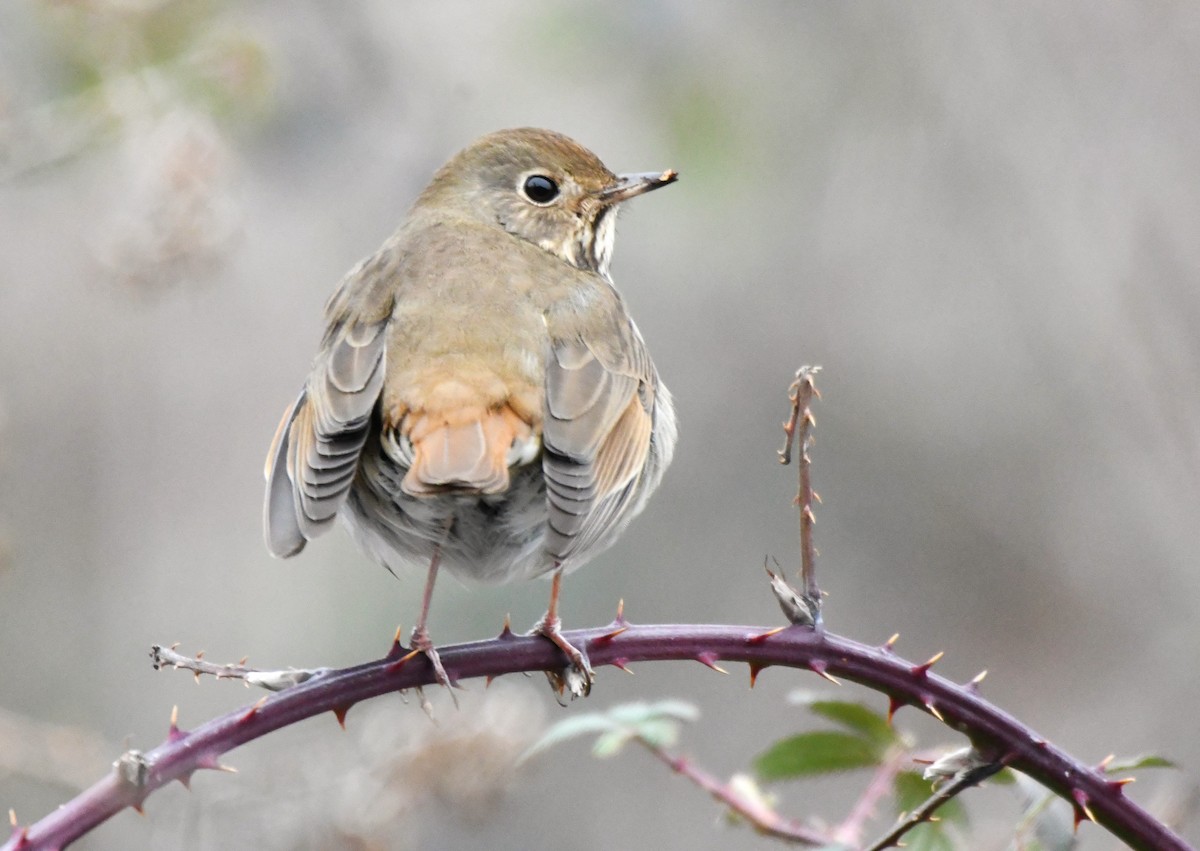 Hermit Thrush - ML630475462