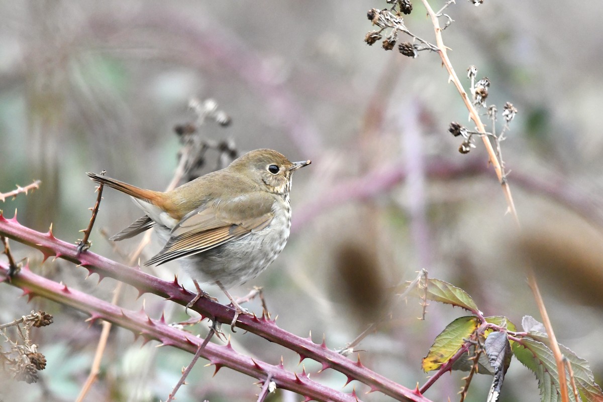 Hermit Thrush - ML630475463