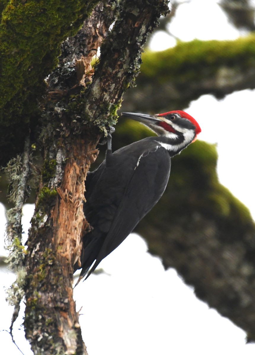 Pileated Woodpecker - ML630475464