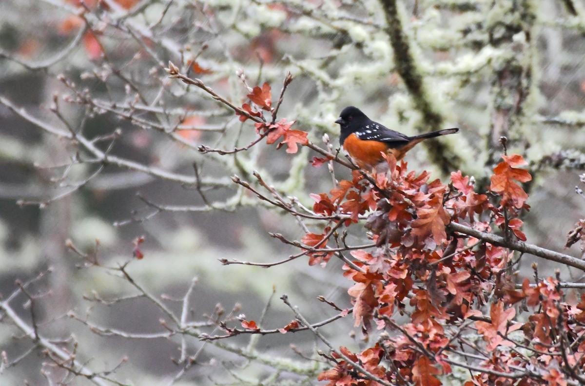 Spotted Towhee - ML630475466