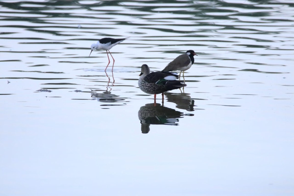 Canard à bec tacheté - ML630475467