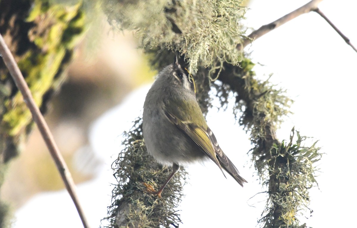Golden-crowned Kinglet - ML630475470