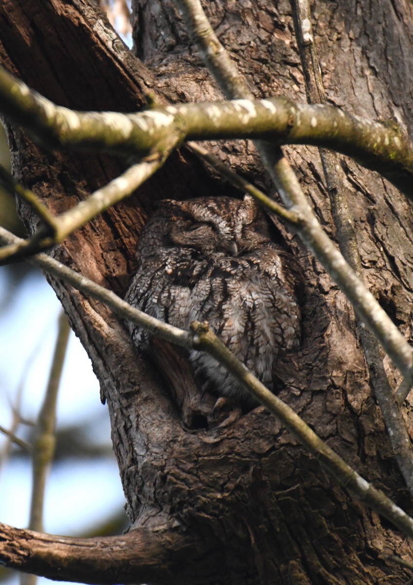 Western Screech-Owl - ML630475480