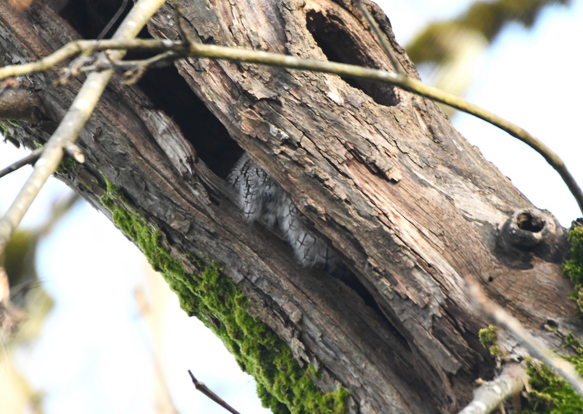 Western Screech-Owl - ML630475481