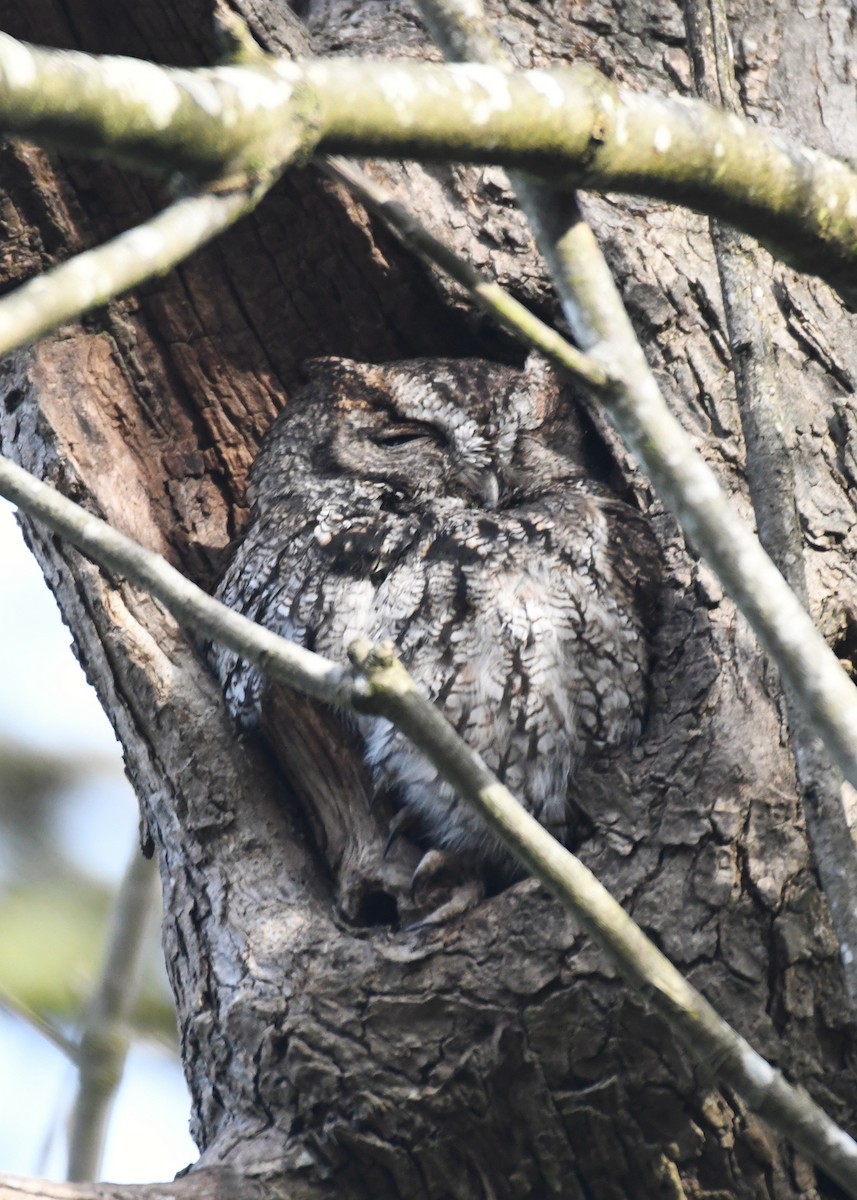 Western Screech-Owl - ML630475482