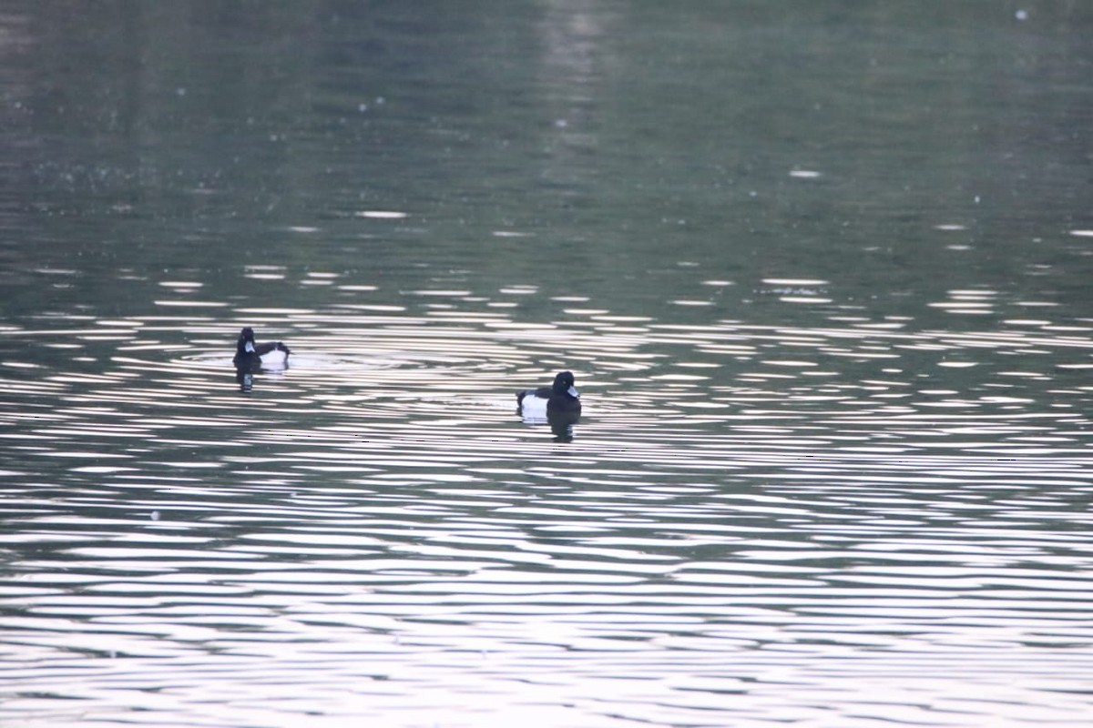 Fuligule morillon - ML630475501