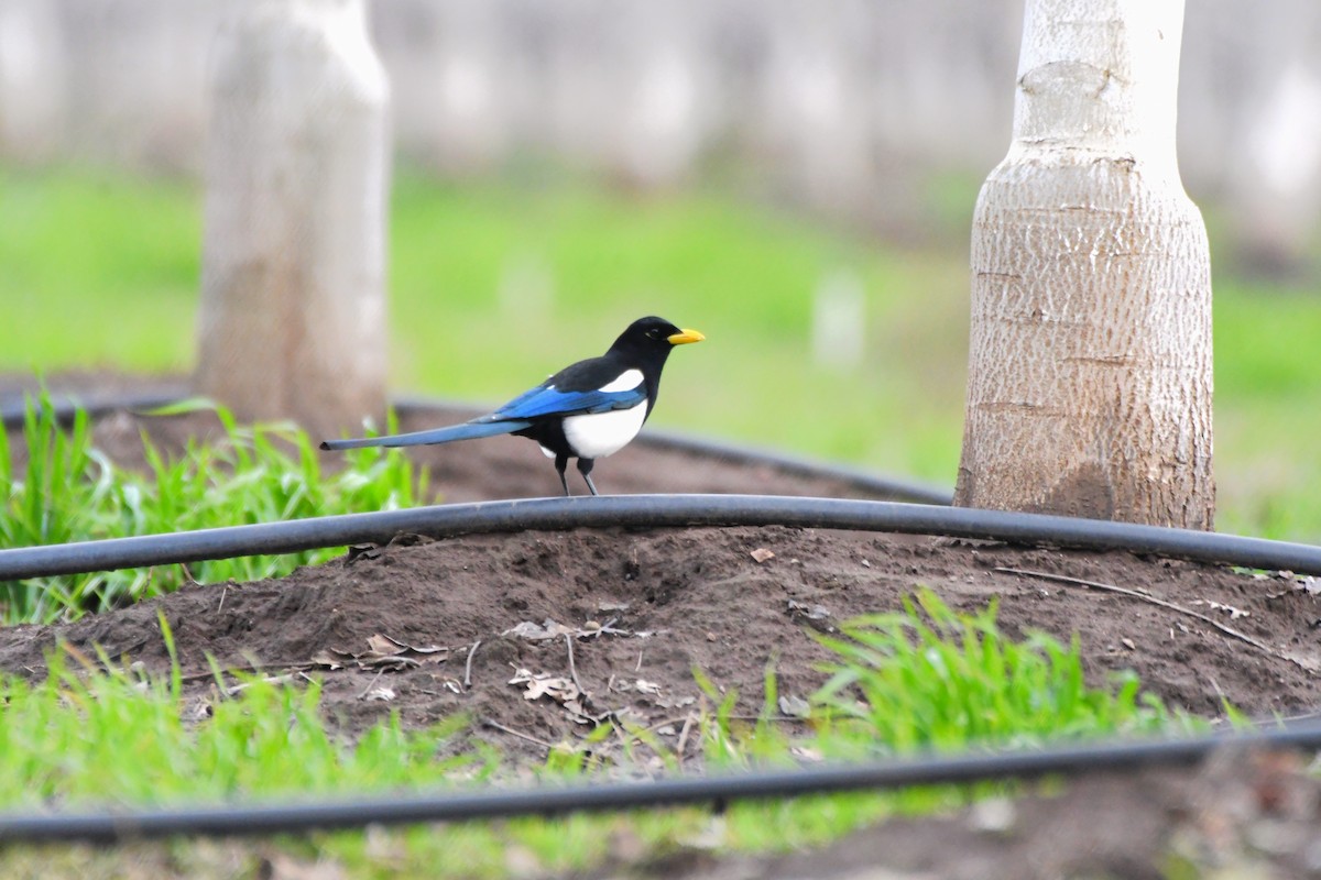 Yellow-billed Magpie - ML630475503