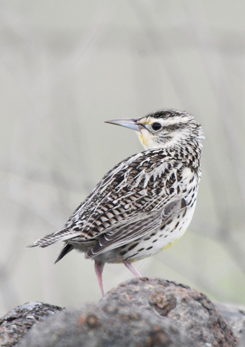 Western Meadowlark - ML630475516