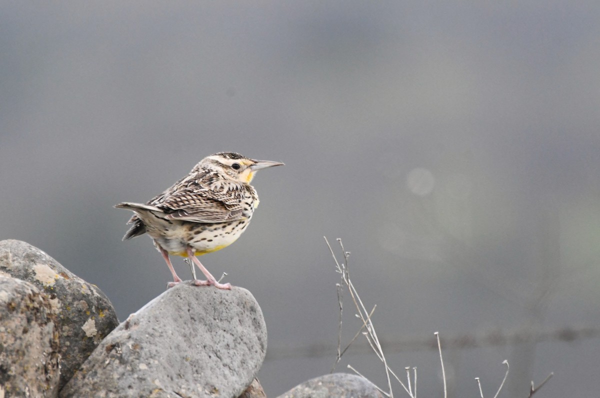Western Meadowlark - ML630475517